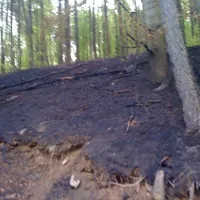 waldbrand2.jpg